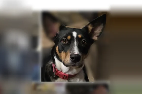 Missing dog Gettysburg, photo: Lost dog, Gettysburg - white, black, and tan, pink collar