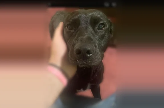 Missing dog Blackwood, photo: Lost dog, Sprague Landing, 4, Washington Township, Blackwood - female, black lab with a white spot on her chest