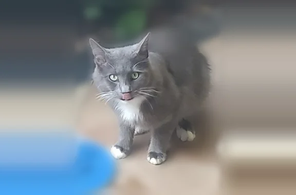 Lost cat, Southeast 26th Court, 3311, Ocala - male, gray medium-length fur with white chest and mittens - photo