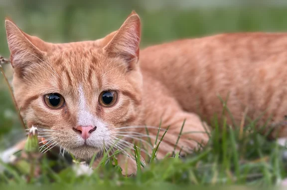 Lost cat, South Lincoln Avenue, 555, Waukegan - orange collar, named Mango - photo