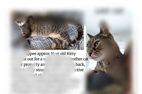 Lost pets Ocala, photo: Lost cat, Southwest 54th Lane Road, 12411, Ocala - male, black and brown tabby, 16 years old