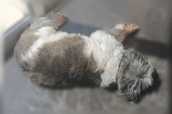Elle est de petite taille, avec un poil gris, blanc et noir long.