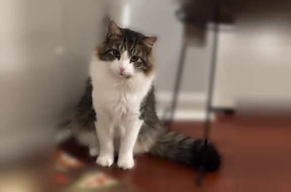 Lost cat, Brooks Farm Road, Chicago - male, walks with his neck tilted - photo