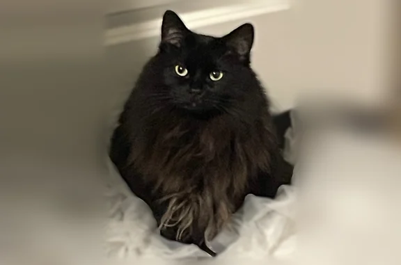 Lost cat, Falstaff Drive, 6009, Charlotte - female, black long-haired, pink reflective collar - photo