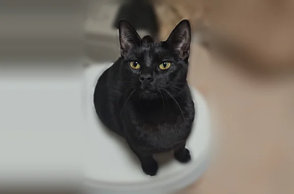 Lost cat, Cooper Valley Village Road, Edgewater Park Township, Beverly - female, pink flea collar and pink bell collar - photo
