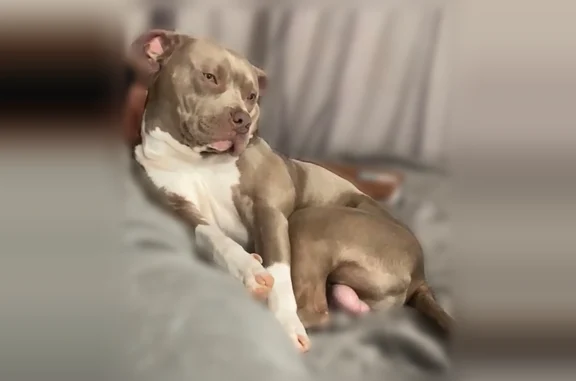 Lost dog, East 5th Street, 416, Dallas - male, light grey slim pitbull named Piper - photo