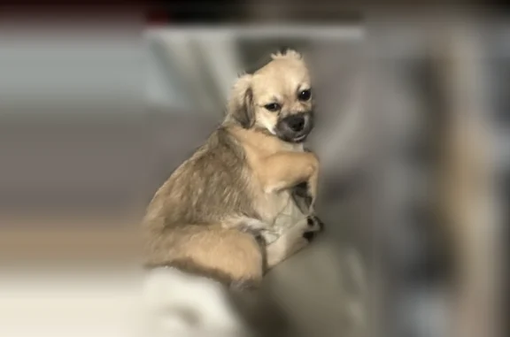 Lost dog, Grand Avenue, Fort Worth - female, small, fluffy, curled tail - photo