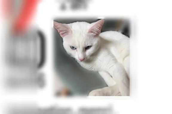 Chat perdu, Rue de la Villa Romaine, 109, Terres-de-Caux, Fauville-en-Caux - femelle blanche aux yeux bleus - photo