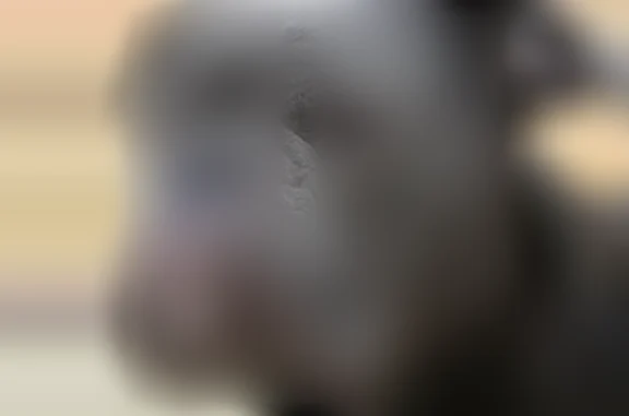 Lost dog, Delaware Street, 14981, Adelanto, Ontario - male, grey coat - photo