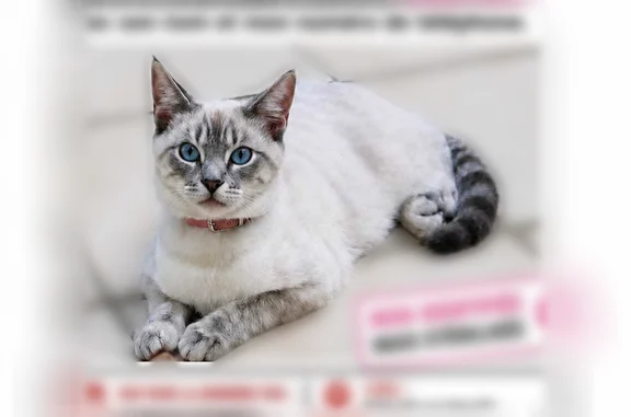 Chat perdu femelle, Rue de la Vallée, Ermont, Montreuil — collier avec nom - photo