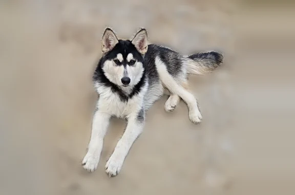 Found dog Kane, photo: Found dog, West Finley Road, Kane - female husky