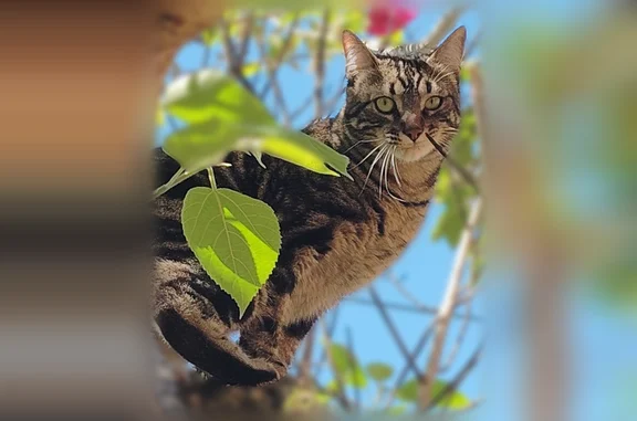 Animaux perdus et trouvés Toulouse, photo: Perdu chat mâle, Rue de Finlande, 91, Albi — brun tigré noir, poitrail crème