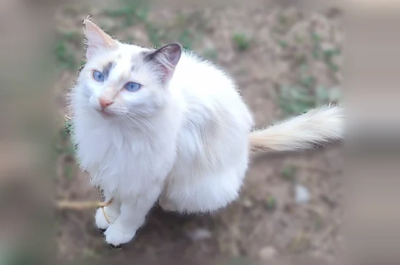 Chat perdu femelle, Rue Gabriel Péri, 50, Lalinde - chatte blanche à poils mi-longs, yeux bleus - photo