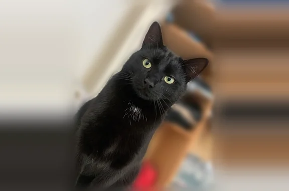 Chat perdu mâle, Rue du Maine, 20, Angers - gros chat noir de 8kg - photo