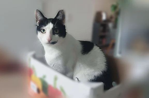 Chat perdu mâle, Rue Pasteur, 27, Saint-Omer, Lille - noir et blanc, yeux verts/jaunes - photo