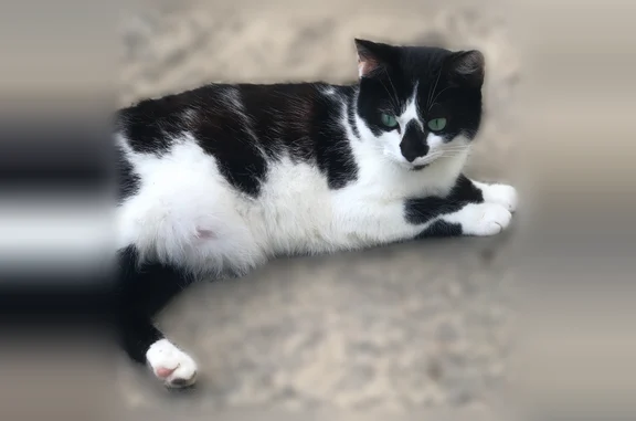 Perdu chat femelle, Québriac, Paris - petite, blanche avec taches noires - photo