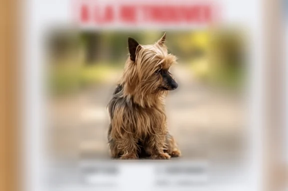 Chien perdu, femelle, La Roche...