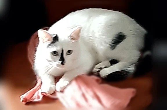 Chat perdu, femelle, Rue Vieille du Brouage, Chauny, Paris - peureuse, tâche noire sur le nez - photo