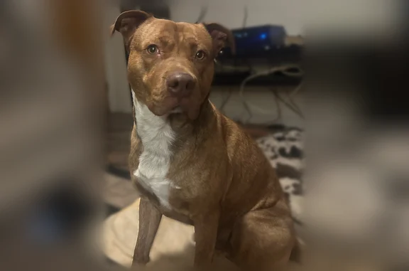 Lost dog, Mesa, Colorado, Grand Junction — male, red/brown brindle with white on chest - photo