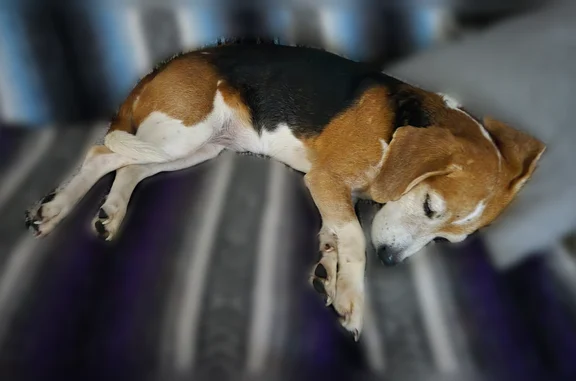 Found pets Arlington, photo: Found dog, South Daytona, Florida, Arlington - adult female Beagle