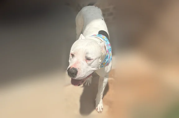 Lost dog, West Paula Road, 10100, Odessa - mostly white, black spots on shoulder and butt - photo
