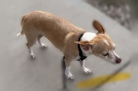 Lost dog, Magnetic Drive, 9045, El Paso - male, beige with white, black collar - photo