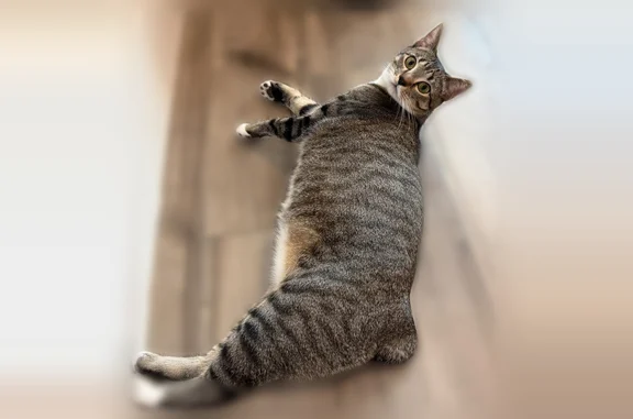 Missing cat Dallas, photo: Lost cat, Bromley Drive, Dallas - female, microchipped bobtail
