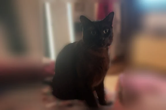 He is brown with little grey hairs and a patch of white fur on the base of his belly