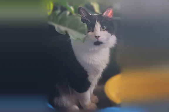 Lost pets Kansas City, photo: Lost cat, East 41st Street, 912, Lenexa - male - black and white tuxedo, large fluffy tail