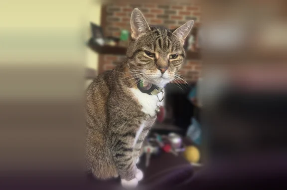 Lost cat, Capella Avenue, 6213, Burke - gray tabby with green collar - photo