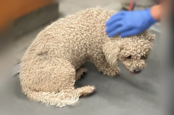 Found dog Phoenix, photo: Found dog, East Weldon Avenue, 1802, Phoenix - small white male poodle mix
