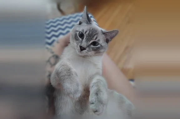 Lost and found pets New York Mills, photo: Lost cat, New Hartford Street, 40, Village of New York Mills, New York Mills - male