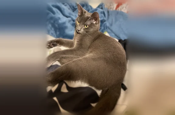Lost cat, Cooley Street, Springfield, Yarmouth - female, gray with white patch on chest - photo
