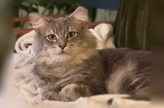 Lost cat, Chester Avenue, 4608, Philadelphia - male - photo