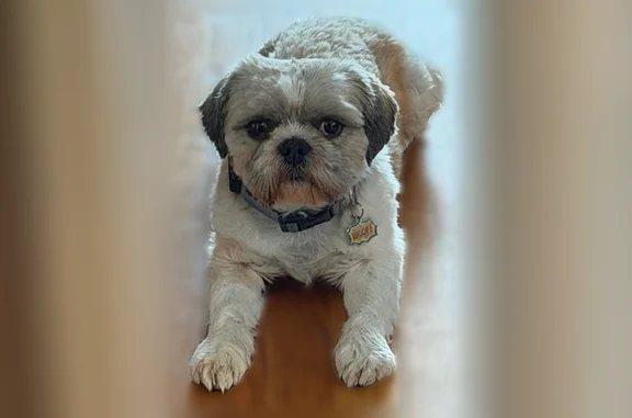 Lost dog, South Kenneth Avenue, 6730, Chicago - white Shih Tzu - photo