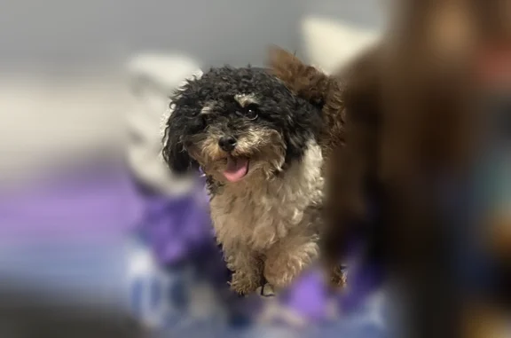 Lost dog, 25th Avenue, 2401, Franklin Park - female - photo