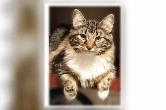 Lost cat, Day Street, 206, New Haven - white fluffy fur, yellow eyes - photo