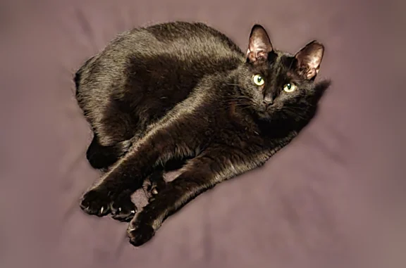 Lost pets Independence, photo: Lost cat, North Renwood Road, 6941, Independence - black male with a clipped ear