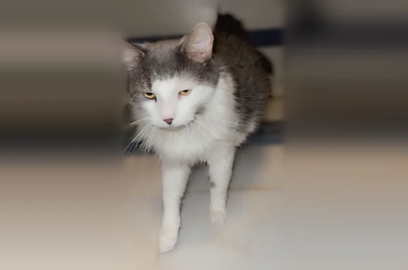 Lost cat, 45th Avenue, 196-64, Manhattan - male, grey and white, friendly - photo