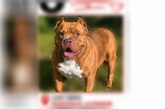 Lost dog, East Suffolk Avenue, 166, Central Islip - male, caramel tan with a white chest - photo