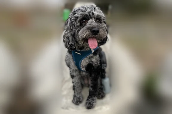 Lost dog, York Drive, 7, Edison - female - photo