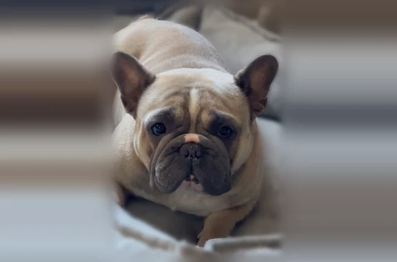 Lost dog, Requa Avenue, 5495, Las Vegas - male - photo