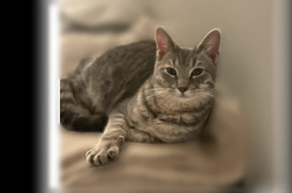 Lost cat, Hopkins Road, 219, Cumberland - male, big ears - photo