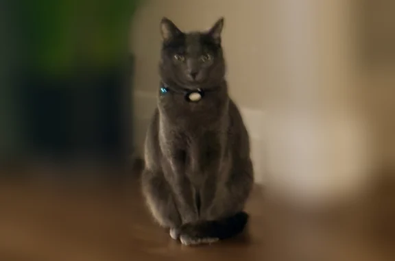 Lost cat, 20th Avenue Southwest, 7343, Seattle - all gray, skittish indoor-only cat - photo