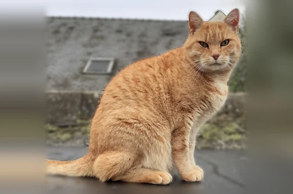 Chat perdu mâle, Rue Beauséjour, 2, Angers - costaud et très câlin - photo