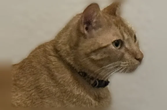 Lost cat, East Main Street, 100, Mesa - male, orange, neutered - photo
