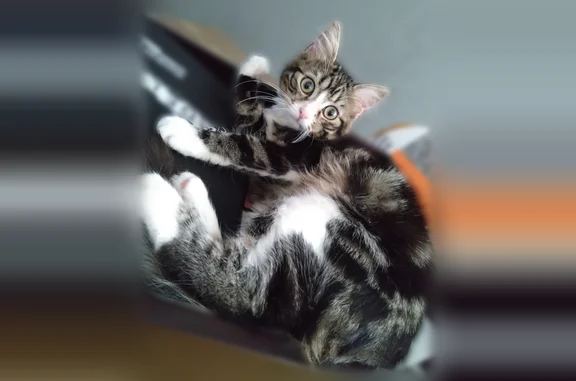 Chat trouvé Villeneuve-d'Ascq, photo: Chat perdu, femelle, Rue du Printemps, Villeneuve-d'Ascq, Paris - petite taille, 2 ans