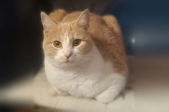 Chat perdu femelle, Rue des Jacobins, 29B, Périgueux - blanche et rousse, plutôt peureuse - photo