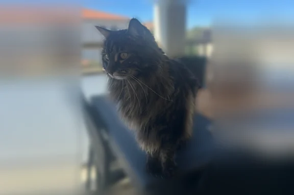 Chat perdu, Marseille, photo: Chat perdu, Traverse de la Malvina, 35, Marseille - femelle, pucée et stérilisée
