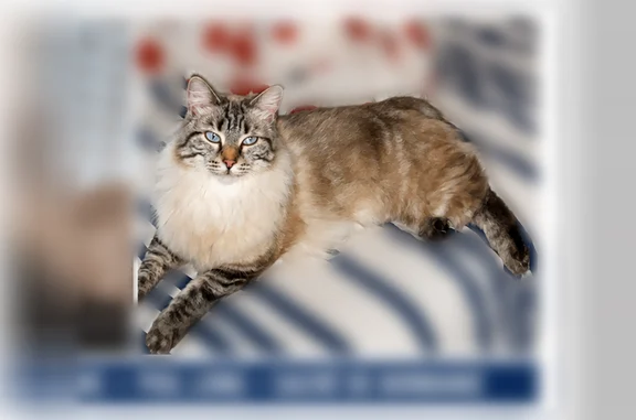 Chat perdu, Carrer del Pou de Gel, 2, Corbère-les-Cabanes, Paris — femelle, poil long blanche et grise, yeux bleus - photo